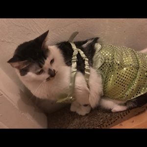 Meet your Posher, Cameron